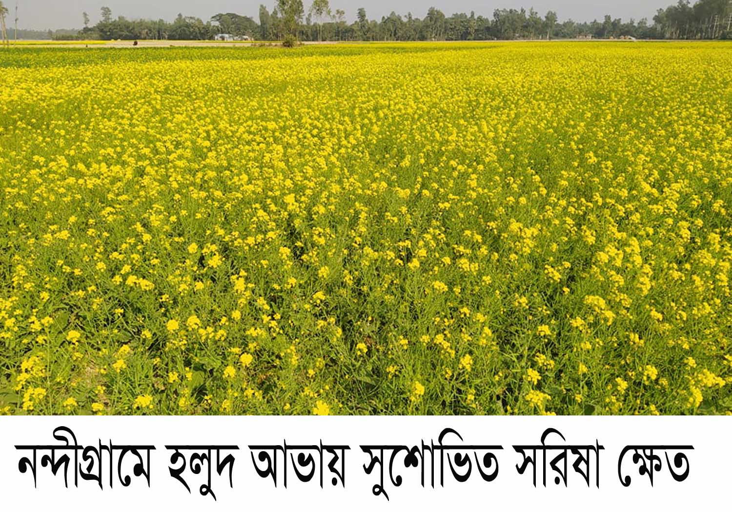 নন্দীগ্রামে বাম্পার ফলনের আশায় সরিষা চাষে ঝুঁকেছে কৃষক