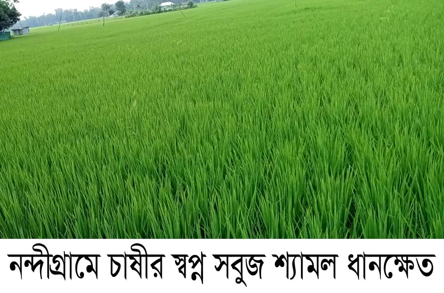 আমন আবাদে ভালো ফলনের আশায় স্বপ্নে বিভোর নন্দীগ্রামের কৃষক