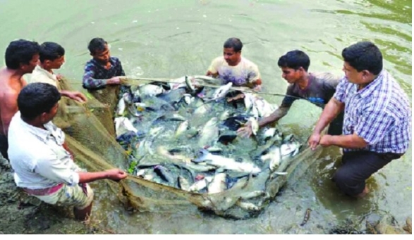 পানি ও বিদ্যুৎ সংকটে রাজশাহীতে মৎস্যচাষীরা