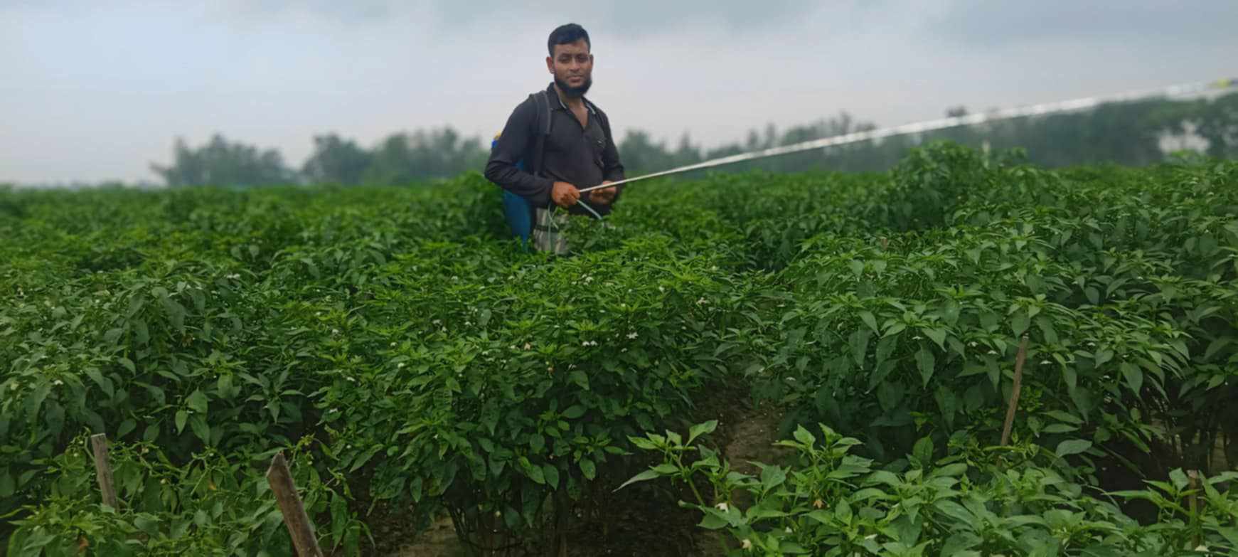 নন্দীগ্রামে মরিচের বাম্পার ফলনে খুশি কৃষক, স্বপ্নময় হাঁসি চোখে-মুখে