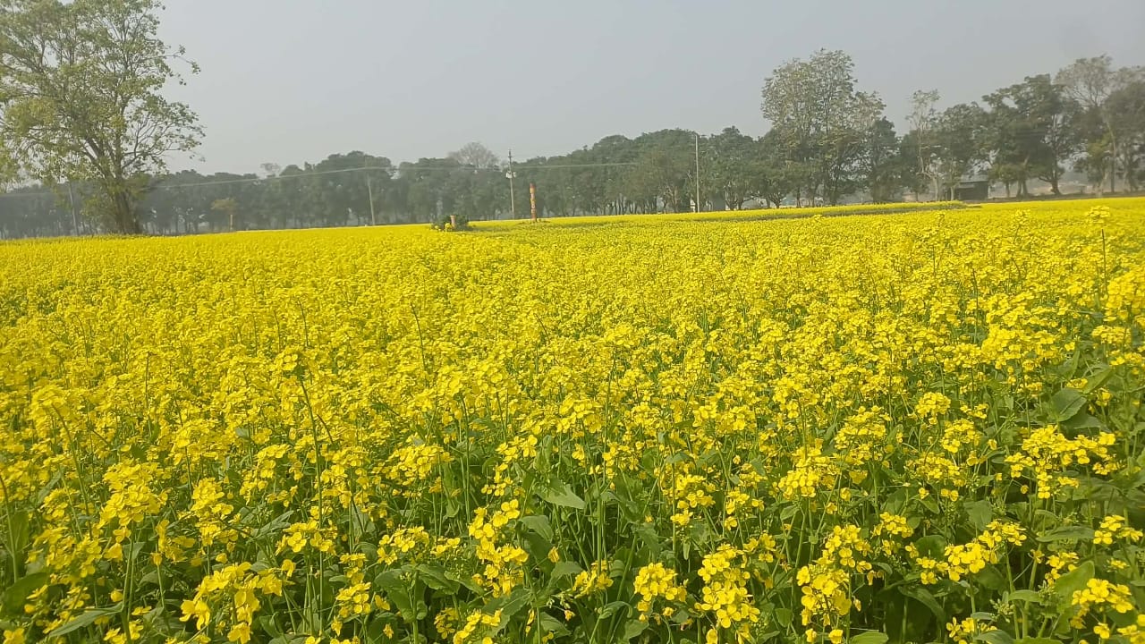 সরিষার আবাদে বদলে যাচ্ছে গোদাগাড়ীর ফসলি মাঠ